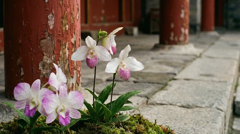 海角植物测评视频